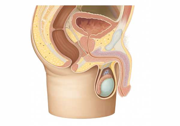 Penis: Comprehensive Overview of Structure, Functions, Disorders, and Healthy Living Tips