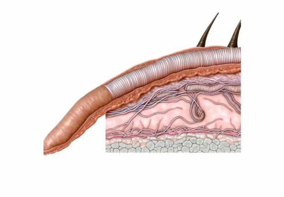 Sweat glands: Thorough Examination of Glandular Architecture, Key ...