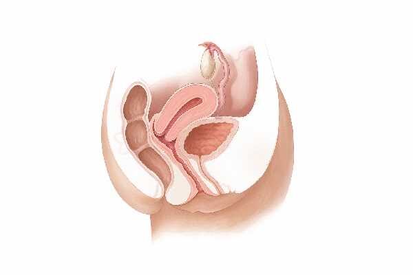 Vagina: Detailed Insight into Vaginal Structure, Sensory Functions, Pathologies, and Therapeutic Solutions