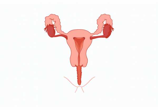 Vulva: In-Depth Review of Anatomy, Functions, Disorders, and Therapeutic Approaches