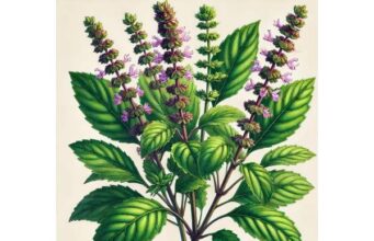 Explore the benefits of holy basil (tulsi) for stress relief, mood support, better sleep, and brain health, including evidence-based uses, dosing tips, and safety considerations.