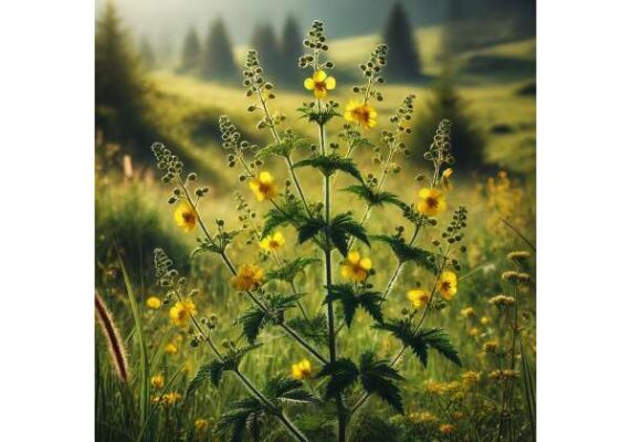 Agrimony tincture and tea, how to use it, dosage, and interactions ...