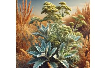 Artemisia absinthium digestive support, appetite loss relief, and safety