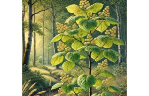 Basswood, Tilia flower, relaxation support, cold relief, and safety overview