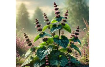 Black Horehound for nausea relief, digestive spasms, dosage, and precautions