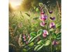 Earthnut Pea: Benefits, Uses, and Research Insights