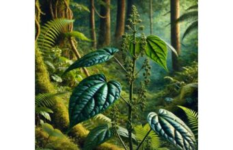 Forest Pepper (Piper sylvaticum), digestive benefits, respiratory uses, and precautions