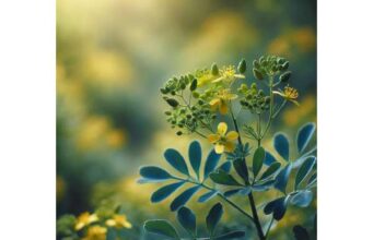 Garden Rue Uses, Medicinal Properties, Key Compounds, and Risks