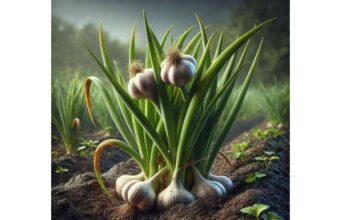 Garlic Medicinal Properties, Key Ingredients, Uses, and Safety Facts