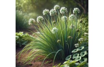 Garlic Chives Active Ingredients, Herbal Uses, and Research Review