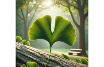 Ginkgo (Ginkgo biloba) Benefits for Memory, Circulation, and Cognitive Support