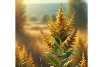 Golden Rod urinary tract support, diuretic effects, and safety