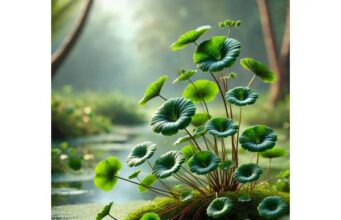 Gotu Kola for Skin Healing, Collagen Support, Circulation, and Safe Dosage