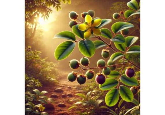 Grewia: Benefits, Uses, and Modern Applications - VitaLibrary