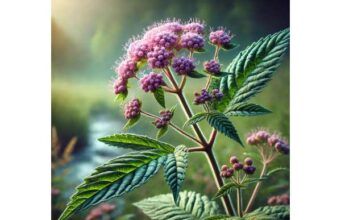 Hemp Agrimony Active Ingredients, Uses, Toxicity, and Safe Handling