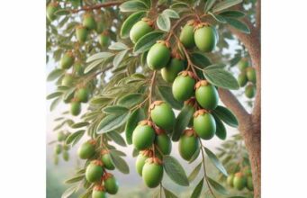 Jojoba for Skin Barrier Support, Acne Care, and Scalp Health