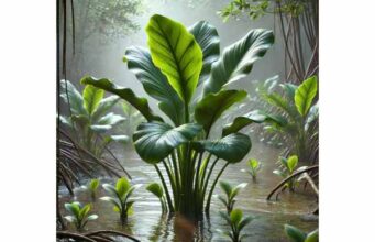 Keladi Payau Medicinal Properties, Uses, and Evidence Guide