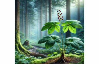 Korean Ginseng for energy, blood sugar support, sexual health, and safe use