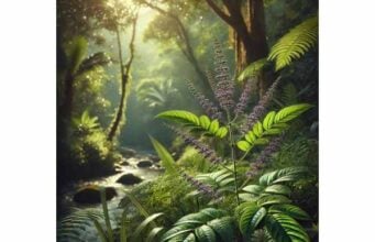 Lagundi for Cough, Asthma Support, Benefits, and Safe Use Lagundi is a traditional herb used for cough relief, mild airway support, and respiratory comfort, with antioxidant and anti-inflammatory properties.