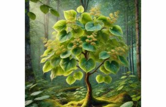 Large-leaved linden tea soothes mild colds, eases throat irritation, and promotes calm and gentle stress relief with antioxidant support.