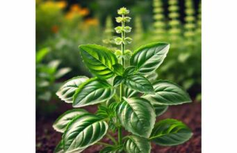 Lemon basil supports mild digestive comfort, provides antioxidants, and may help with antimicrobial and respiratory wellness when used as a food or tea.