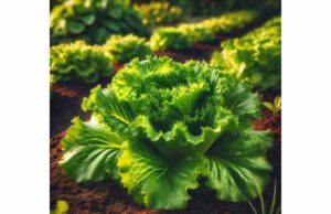 Lettuce (Lactuca sativa): Nutrition, Sleep Support, and Wellness Benefits Discover lettuce benefits for hydration, heart and eye health, digestion, and sleep support, plus nutrition, dosage, and safety tips.