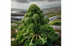 Ligusticum scoticum health benefits, active compounds, uses, dosage, and safety guide Explore Ligusticum scoticum benefits for digestion, active compounds, traditional uses, cautious dosage, safety, and how to use this coastal herb well.