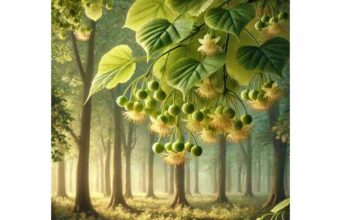 Learn lime flower’s traditional uses for cold relief, sore throat, mild cough, and gentle stress support, plus dosage, timing, and safety.