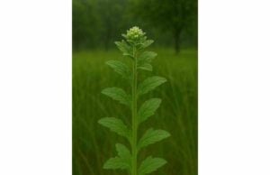 Marjoram Tea Benefits, Digestive Support, and Safe Herbal Use Discover marjoram tea benefits for bloating, gas, and mild crampy digestion, plus traditional uses, safe dosing, and when to use caution.