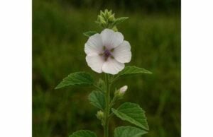 Learn marshmallow root benefits for dry cough, throat irritation, and mild digestive discomfort, plus safe dosage, forms, and key precautions.