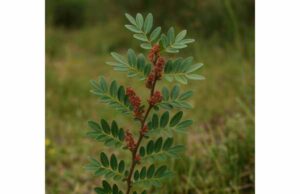 Discover mastic gum benefits for mild dyspepsia, gum health, and gentle topical care, plus practical dosage, forms, and key safety precautions.