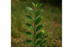 Mate Tea Benefits, Active Ingredients, Daily Use, and Safety Guide Explore mate tea benefits for energy, focus, and metabolic support, plus active compounds, smart daily use, and key safety precautions.