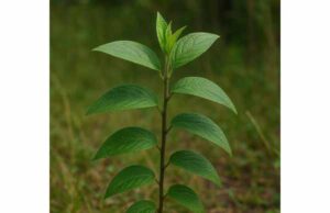 Learn how matico may support minor wounds, irritated skin, and inflammation, with key compounds, practical uses, and important safety cautions.