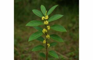 Explore May Chang essential oil benefits for antimicrobial skin care, aromatic uplift, safe dilution, and when to avoid this potent citral-rich oil.