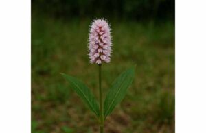 Meadow Bistort for Diarrhea, Mouth Irritation, and Proper Herbal Use Learn how meadow bistort supports short-term diarrhea, sore gums, mouth irritation, and topical care with proper dosing, uses, and safety tips.