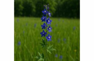 Learn what meadow larkspur is, why Delphinium exaltatum is toxic, and why its historical medicinal uses do not make it safe for home use.