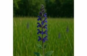 Explore meadow sage benefits, folk tea uses, key compounds, and safety limits in this evidence-aware guide to Salvia pratensis.
