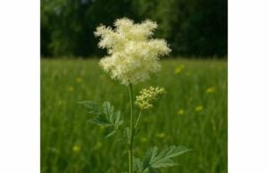 Discover meadowsweet benefits for minor aches, irritated digestion, and common cold support, plus dosage tips and key safety precautions.