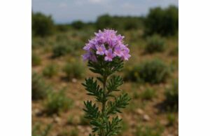 Explore Mediterranean thyme’s antimicrobial compounds, traditional digestive and throat uses, practical tea forms, and essential-oil safety.