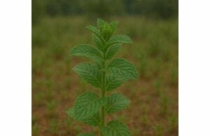 Mint Health Benefits, Key Compounds, Digestive Uses, and Safety Guide Learn how mint may ease bloating, gut cramps, headaches, and bad breath, with evidence on peppermint oil, dosage tips, and key safety cautions.