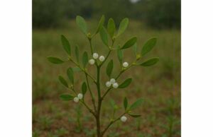 Learn how mistletoe is used in supportive cancer care, its key compounds, historical uses, dosage forms, and important safety considerations.
