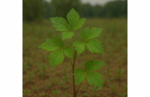 Learn how mitsuba may support digestion and antioxidant defenses, how to use it in cooking, and the key precautions for safe everyday use.