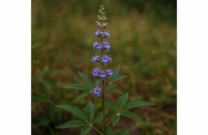 Learn how monk’s pepper may help PMS, breast tenderness, and cycle-related symptoms, with dosing guidance, timing tips, and key safety cautions.