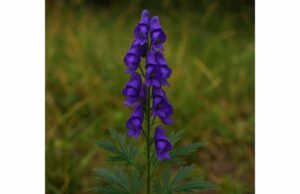 Learn monkshood’s historical pain uses, toxic alkaloids, poisoning risks, and why safer herbal alternatives are the better modern choice.