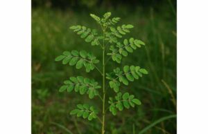 Learn how moringa may support blood sugar, cholesterol, and inflammation, plus practical dosage guidance and who should avoid supplements.