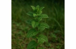 Moroccan Mint (Mentha spicata var. crispa) Uses, Active Ingredients, Health Effects, and Side Effects Discover Moroccan mint’s digestive benefits, key compounds, traditional tea uses, and practical safety tips for gentle everyday herbal use.