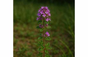 Learn how mother of thyme may support coughs, throat comfort, and digestion, with practical dosage tips, traditional uses, and key safety notes.