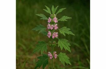 Explore motherwort’s traditional uses for stress, nervous palpitations, and menstrual discomfort, plus practical dosage guidance and key safety cautions.