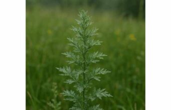 Explore mugwort’s traditional uses for digestion and menstrual support, plus active compounds, dosage guidance, side effects, and key safety risks.