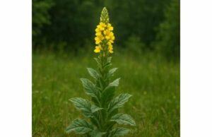 Mullein soothes dry coughs and throat irritation while supporting gentle mucus clearance and antioxidant, anti-inflammatory, and respiratory comfort.